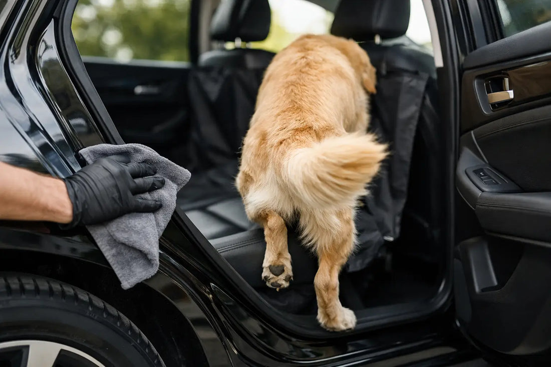 Cómo proteger el coche de arañazos de perro