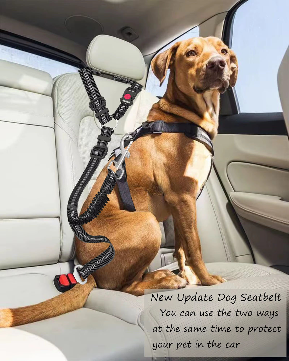 Cinturón de seguridad para perro — Nylon reforzado y longitud ajustable